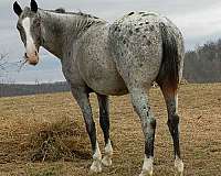 white-with-spots-over-back-hips-horse