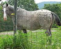 bay-white-with-spots-over-back-hips-horse