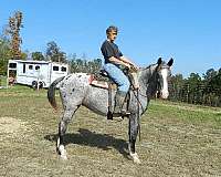 breeding-ridden-western-appaloosa-horse