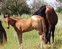 stevie-rey-von-horse