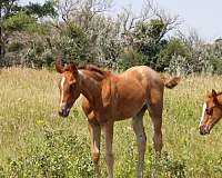 stevie-rey-von-filly