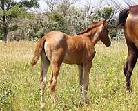 dual-rey-filly