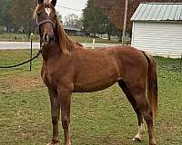 tennessee-walking-mare