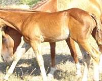 metallic-cat-colt