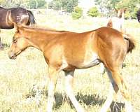 working-pedigree-colt