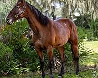 all-around-quarter-pony