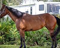 barrel-quarter-pony
