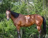 barrel-racing-quarter-pony