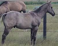 grulla-2-pasterns-horse