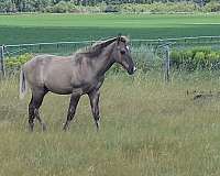 star-horse