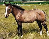 dun-w-blk-points-blaze-4-socks-horse