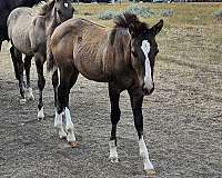 all-around-quarter-horse