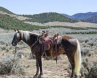 tricks-rocky-mountain-horse