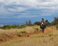 no-spook-rocky-mountain-horse
