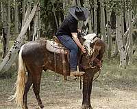 dream-horse-rocky-mountain
