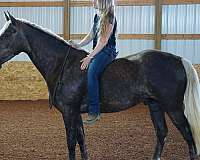 lessons-horse-gelding