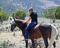 lessons-horse-rocky-mountain