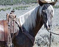 silver-dapple-horse