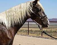 chocolate-silver-dapple-horse