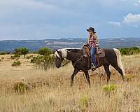gaited-rocky-mountain-horse