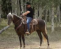 gaited-trail-horse-rocky-mountain