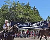 gentle-rocky-mountain-horse