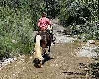 trail-horse-rocky-mountain