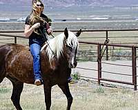safe-rocky-mountain-horse