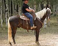 beginner-safe-rocky-mountain-horse