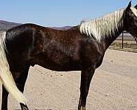 tennessee-walking-horse-rocky-mountain