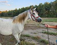 arabian-mare