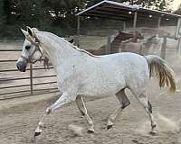 arabian-horse-for-sale