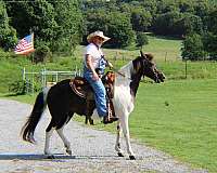 active-missouri-fox-trotter-horse