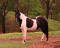 good-temperament-missouri-fox-trotter-horse