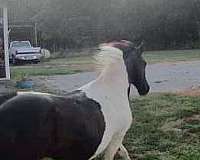 mustang-missouri-fox-trotter-horse