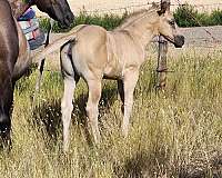 grulla-star-silver-gene-horse