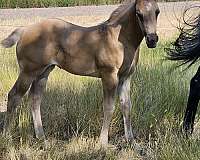 star-silver-gene