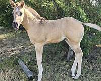 star-silver-gene-horse