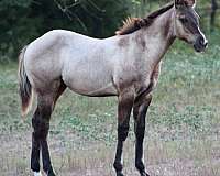dun-factor-horse