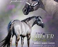 grulla-dun-factor-horse