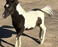 ball-miniature-horse