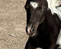 brave-miniature-horse