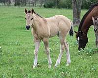 dun-factor-horse