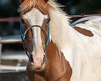 cross-draft-filly-yearling