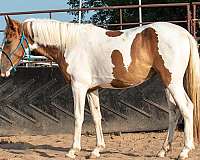 pinto-draft-filly