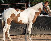 pinto-filly-for-sale