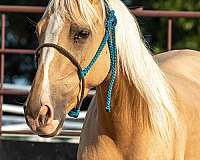 palomino-quarter-horse-filly