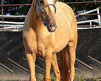 palomino-filly-for-sale