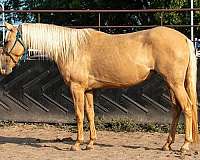14-hand-quarter-horse-filly