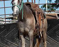 grey-quarter-horse-filly